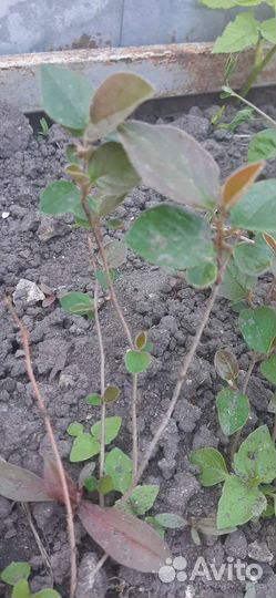 Кизильник блестящий (живая изгородь)