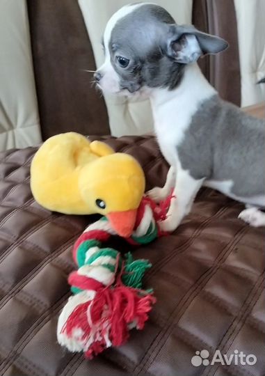 Девочки чихуахуа мини