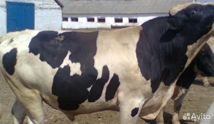 Телята бычки