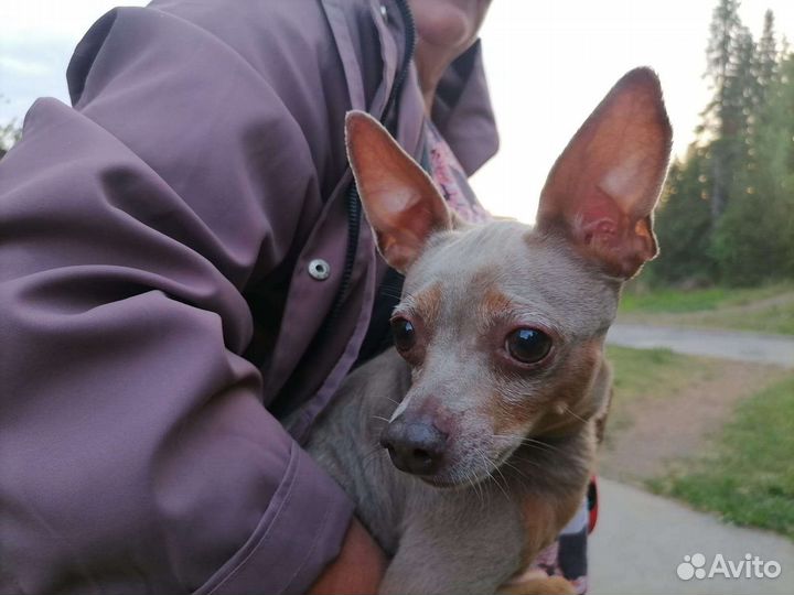 Кобель той-терьер ищет невесту