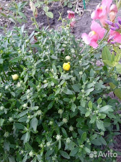 Хризантема мультифлора