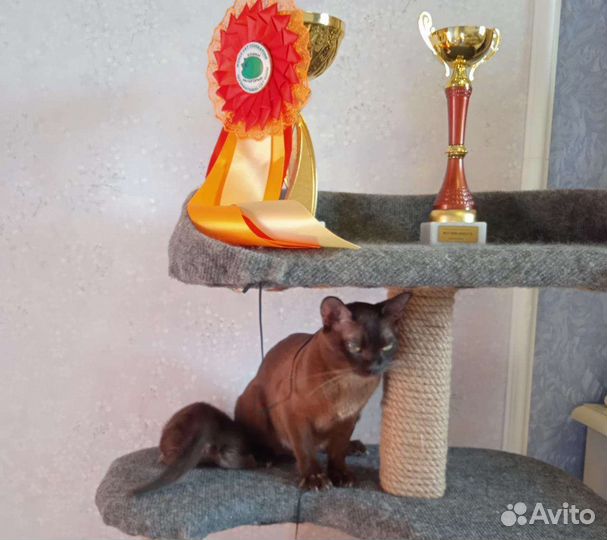 Бурманские Котята