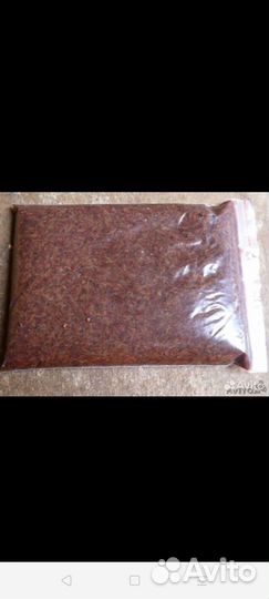 Артемия замороженная