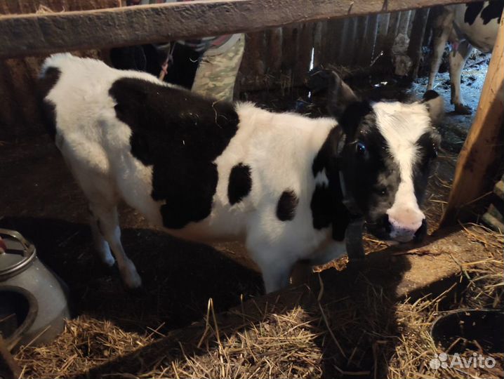 Телята телочки