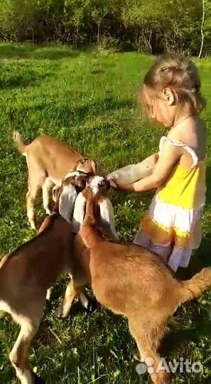 Англо-нубийские козлята выпоены