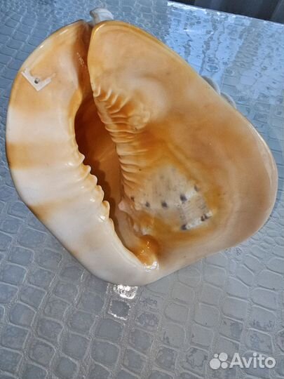 Морские ракушки раковины