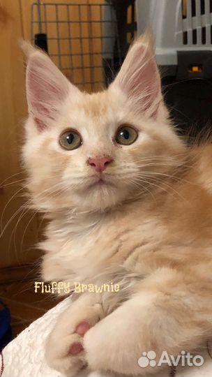 Котята мейн-кун