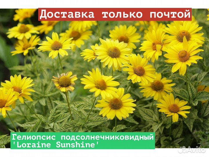 Гелиопсис подсолнечниковидный Loraine Sunshine