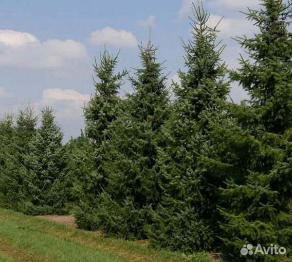 Крупномер ели