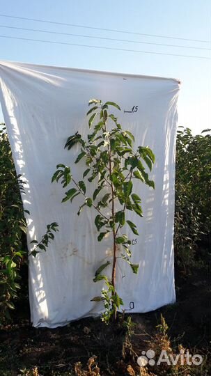 Саженцы черешни