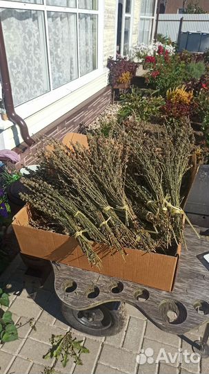 Иссоп сушеный