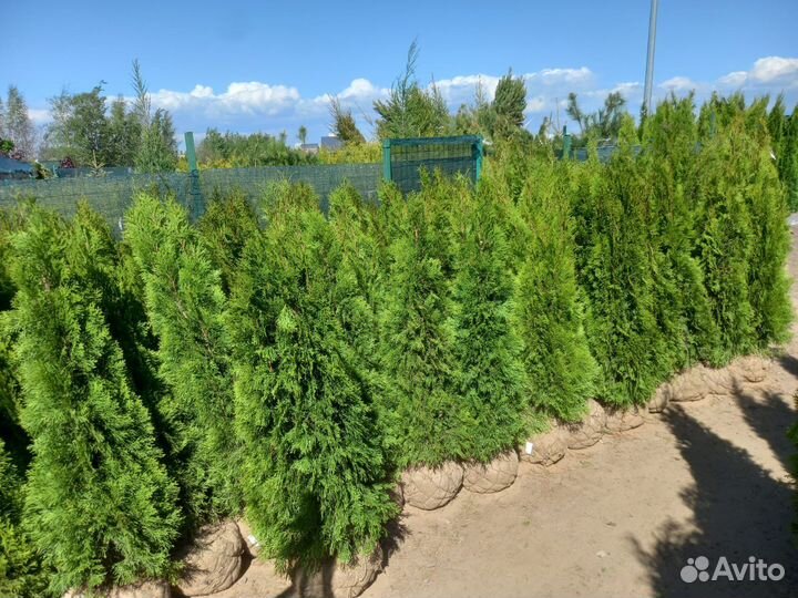 Туя,ёлка с посадкой (без)