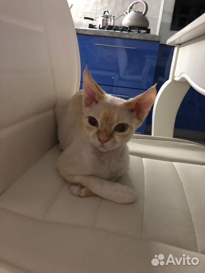 Котята девон-рекс
