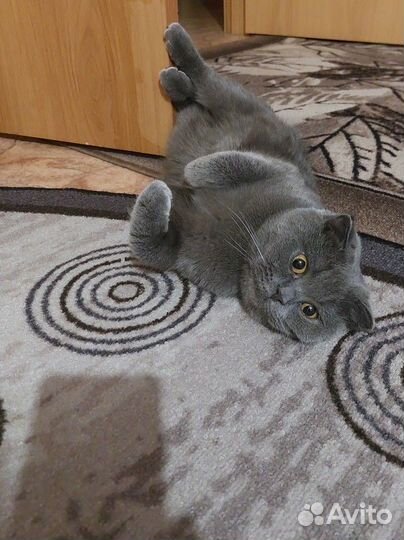 Британские котята