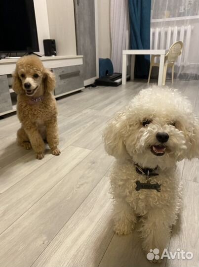 Той-пудель вязка