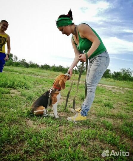 Дрессировка собак любых пород