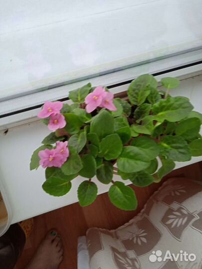 Продам цветы