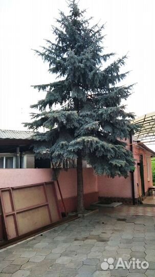 Ель голубая крупномер