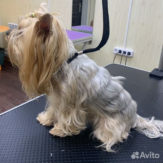 Стрижка кошек и собак