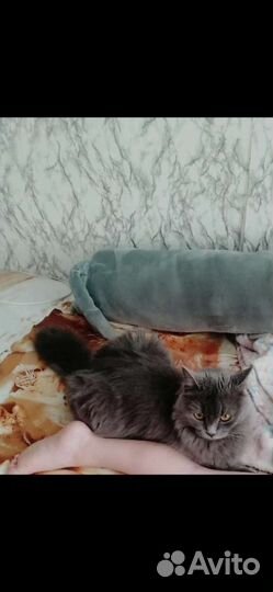 Отдам в добрые руки