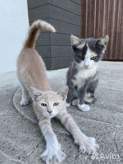 Котята в добрые руки