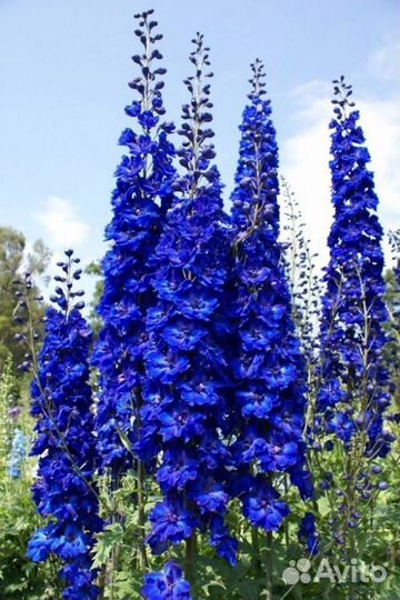 Многолетники для сада цветы