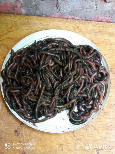 Черви зеленые