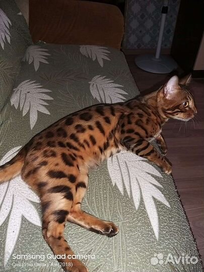 Бенгальский кот вязка