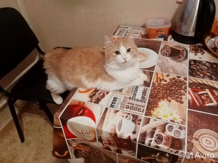 Отдам кошку в добрые руки