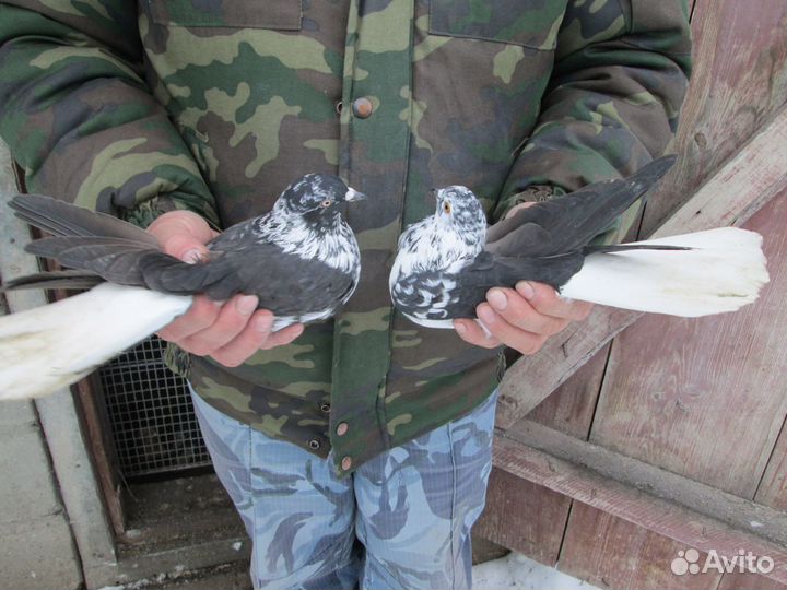 Голуби высоколетные