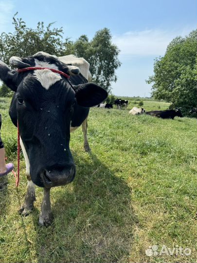 Корова дойная