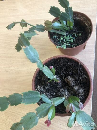 Шлюмбергера бело-розовая