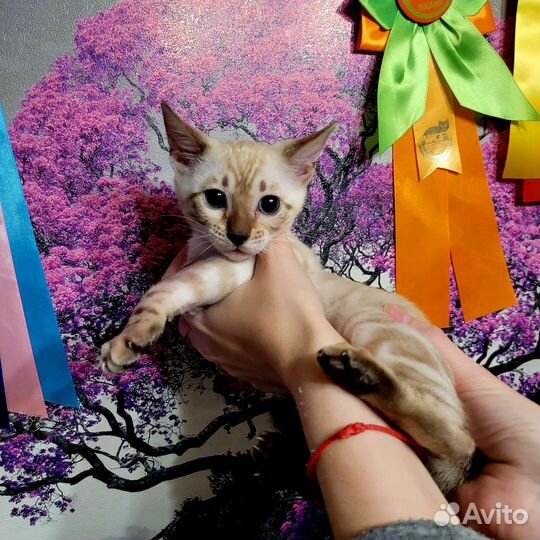 Бенгальские котята