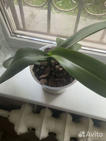 Продам Орхидея фаленопсис