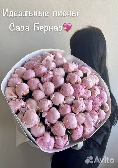 Голландские пионы