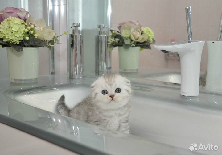 Шотландские серебристые котята