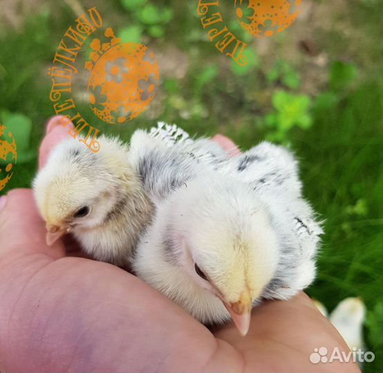 Сибрайт серебристый куры декоративные