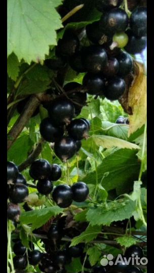 Свежие ягоды