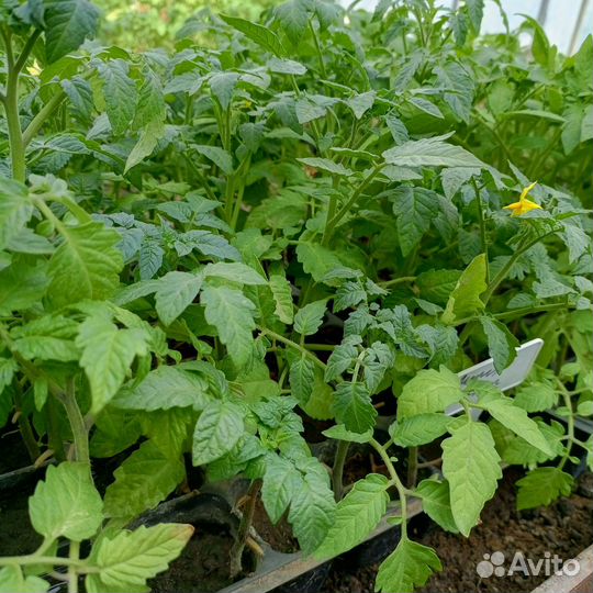 Рассада,помидор, огурцов, капусты