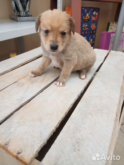 Отдам щенка в добрые руки