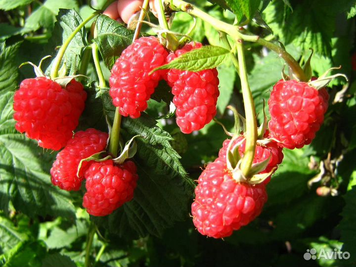 Продам саженцы крупноплодной элитной малины