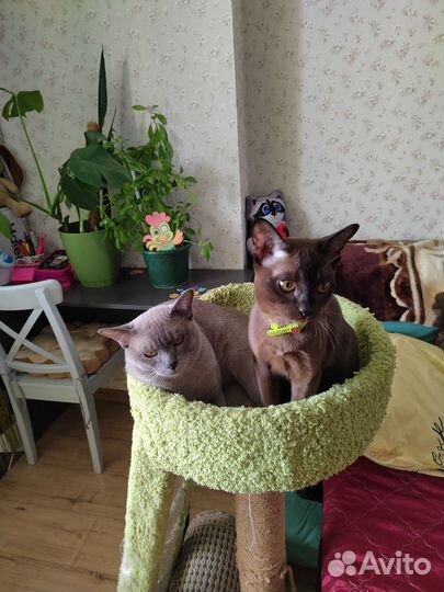 Бурманская