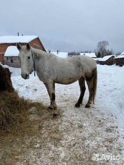 Продам лошадей