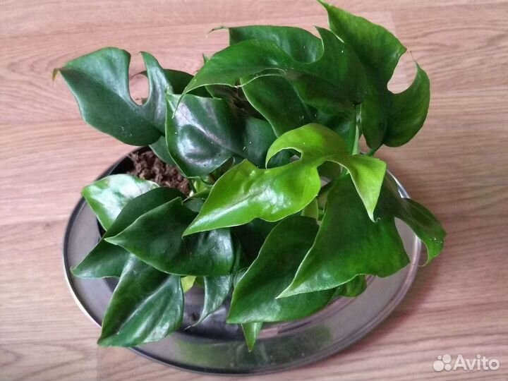 Комнатные модные цветы