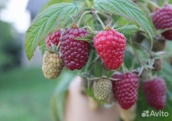 Малина ремонтантная Брусвяна