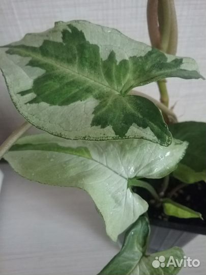 Сингониумы сортовые