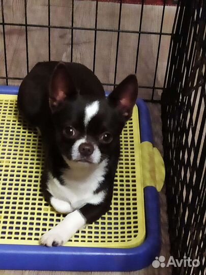 Очаровашка чихуахуа (мальчик)