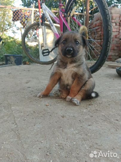 Собака