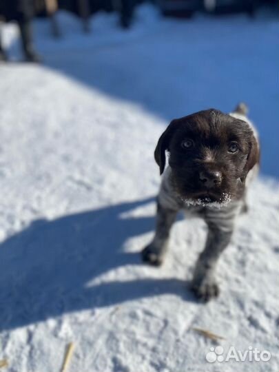 Щенки дратхара продажа