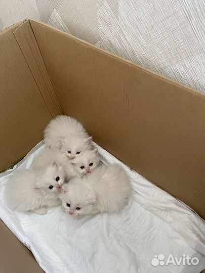 Домашние животные котята